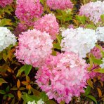 Hortenzia metlinatá (Hydrangea paniculata) ‘LIVING PINK & ROSE’® by LIVING CREATIONS® - výška 50-70 cm, kont. C2L